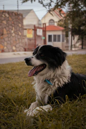 white and black dog