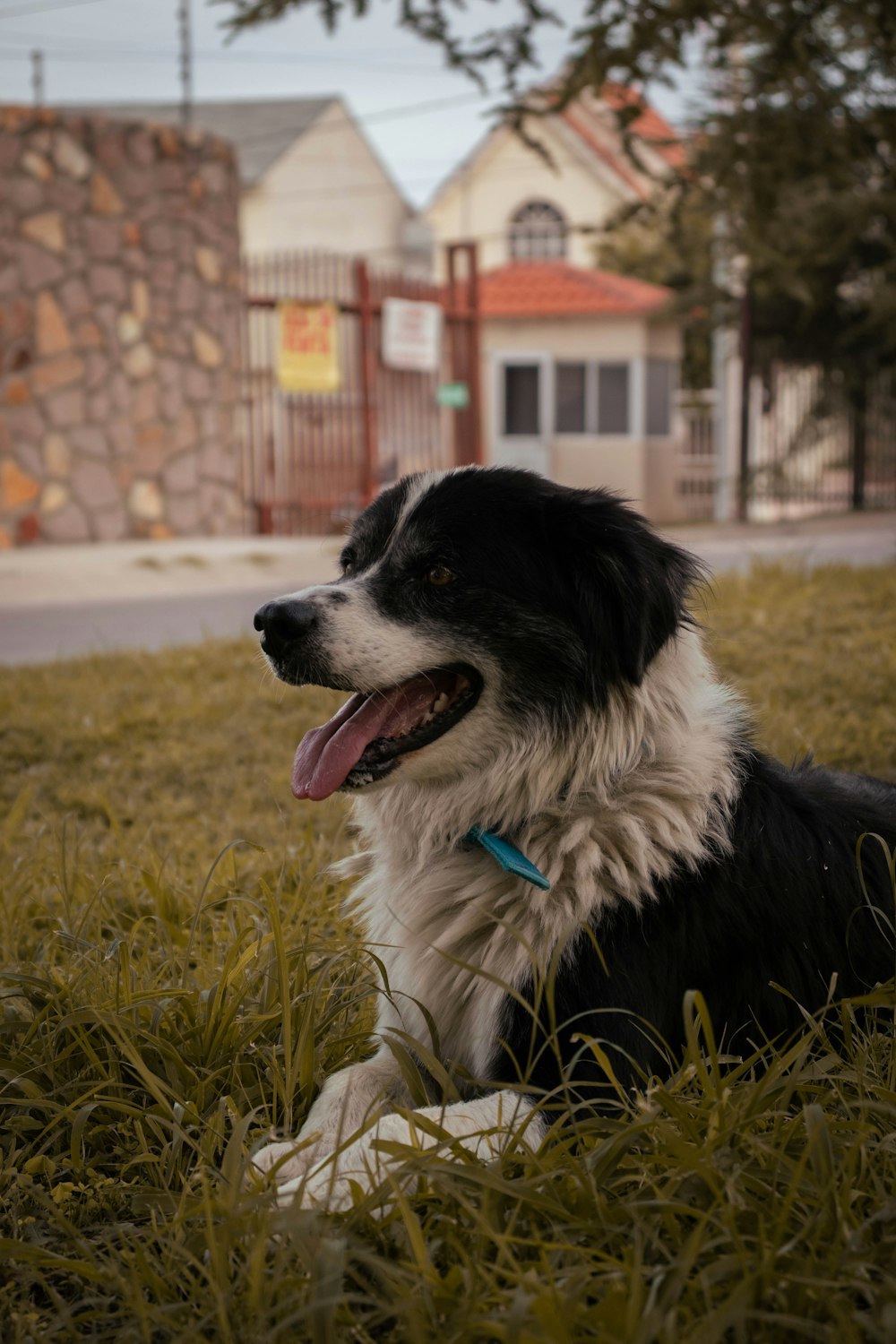 white and black dog