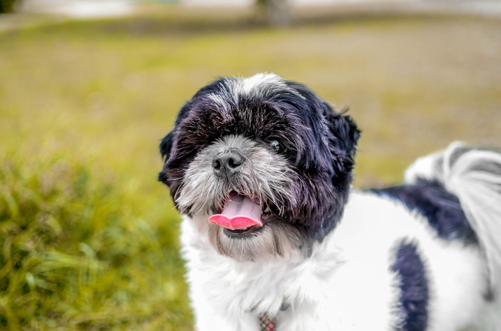 black and white dog