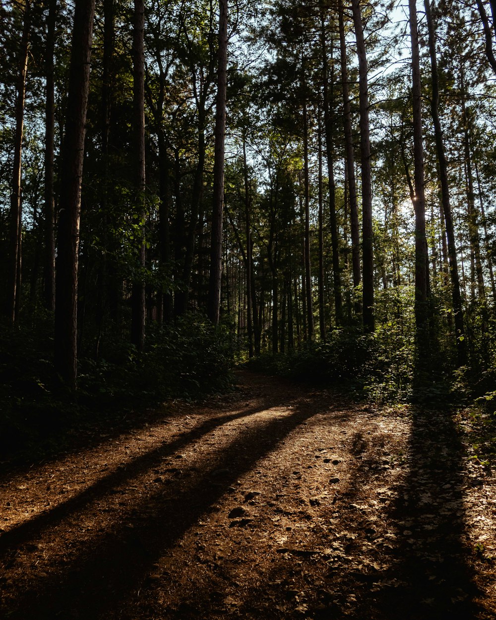 silhouette of pine trees