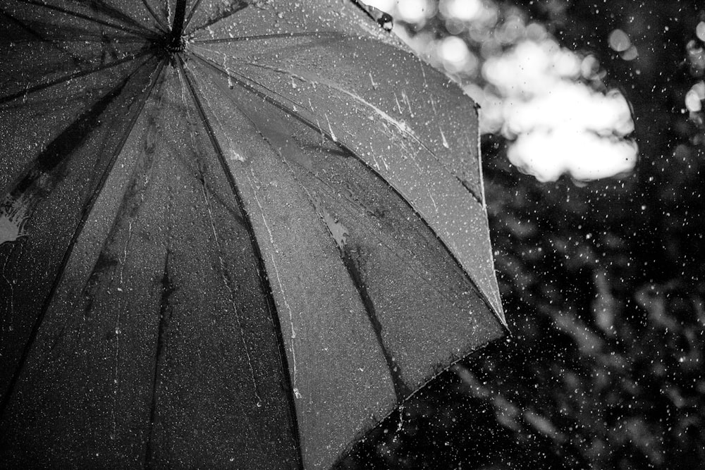 Photographie en niveaux de gris de parapluie