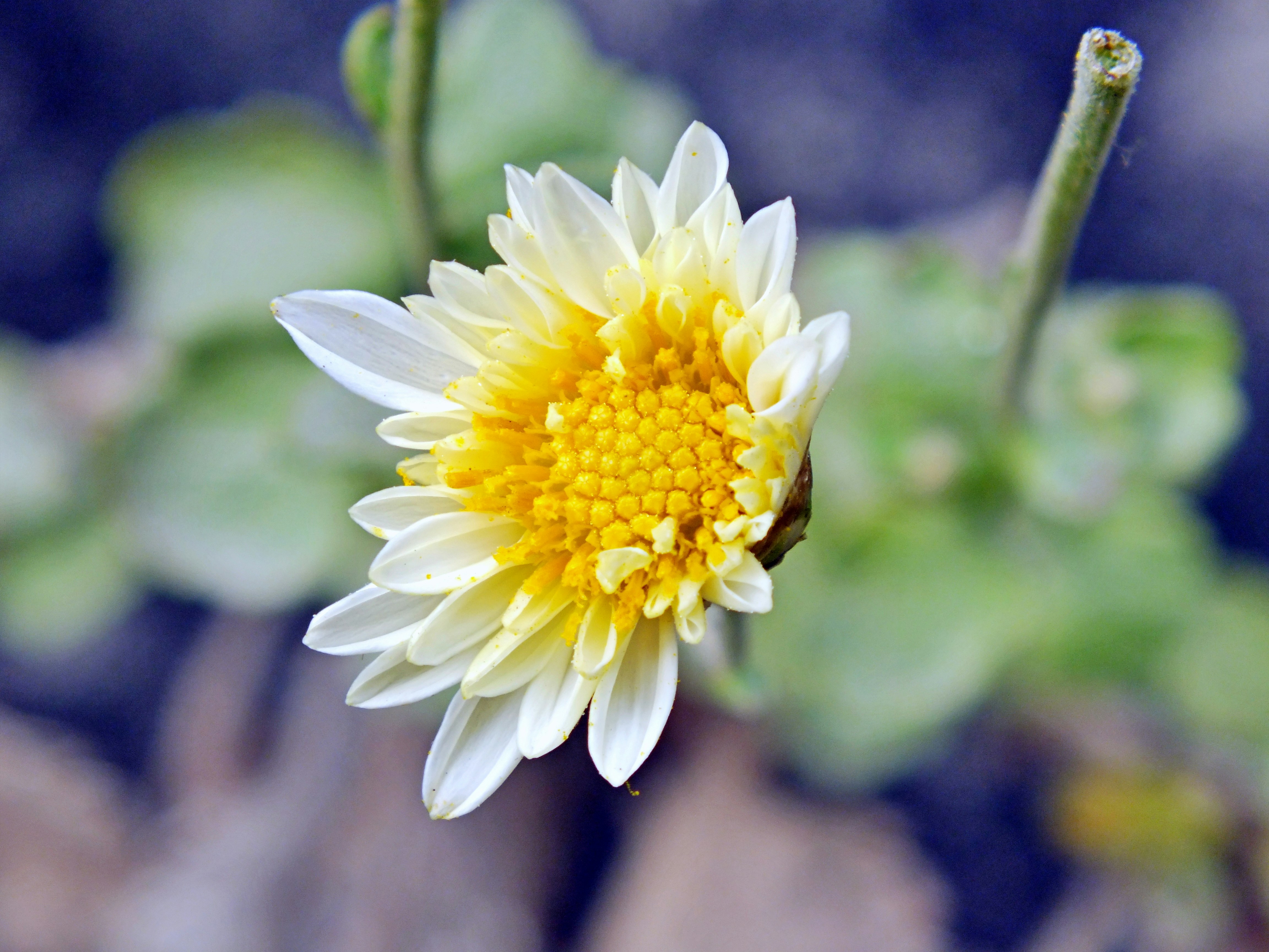 Photo by chaurasia