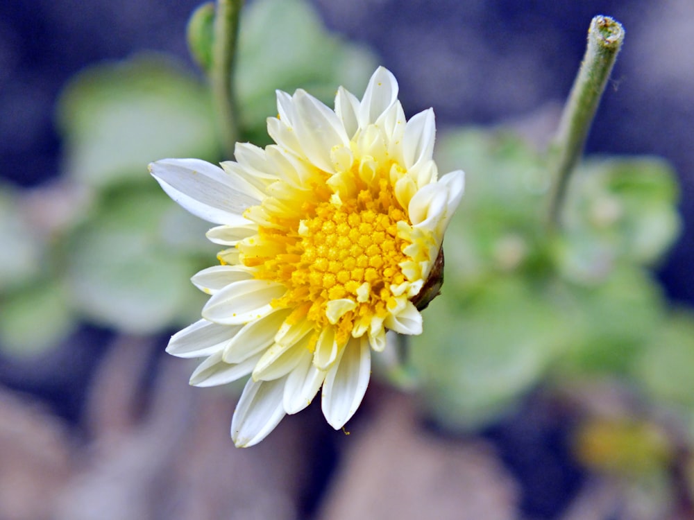 흰색과 노란색 꽃잎 꽃