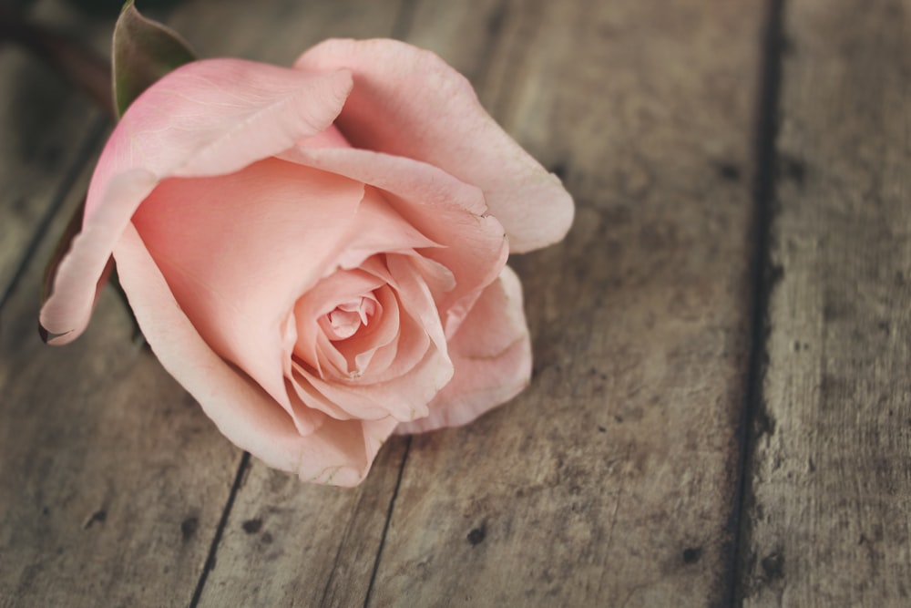 flor de rosa rosa