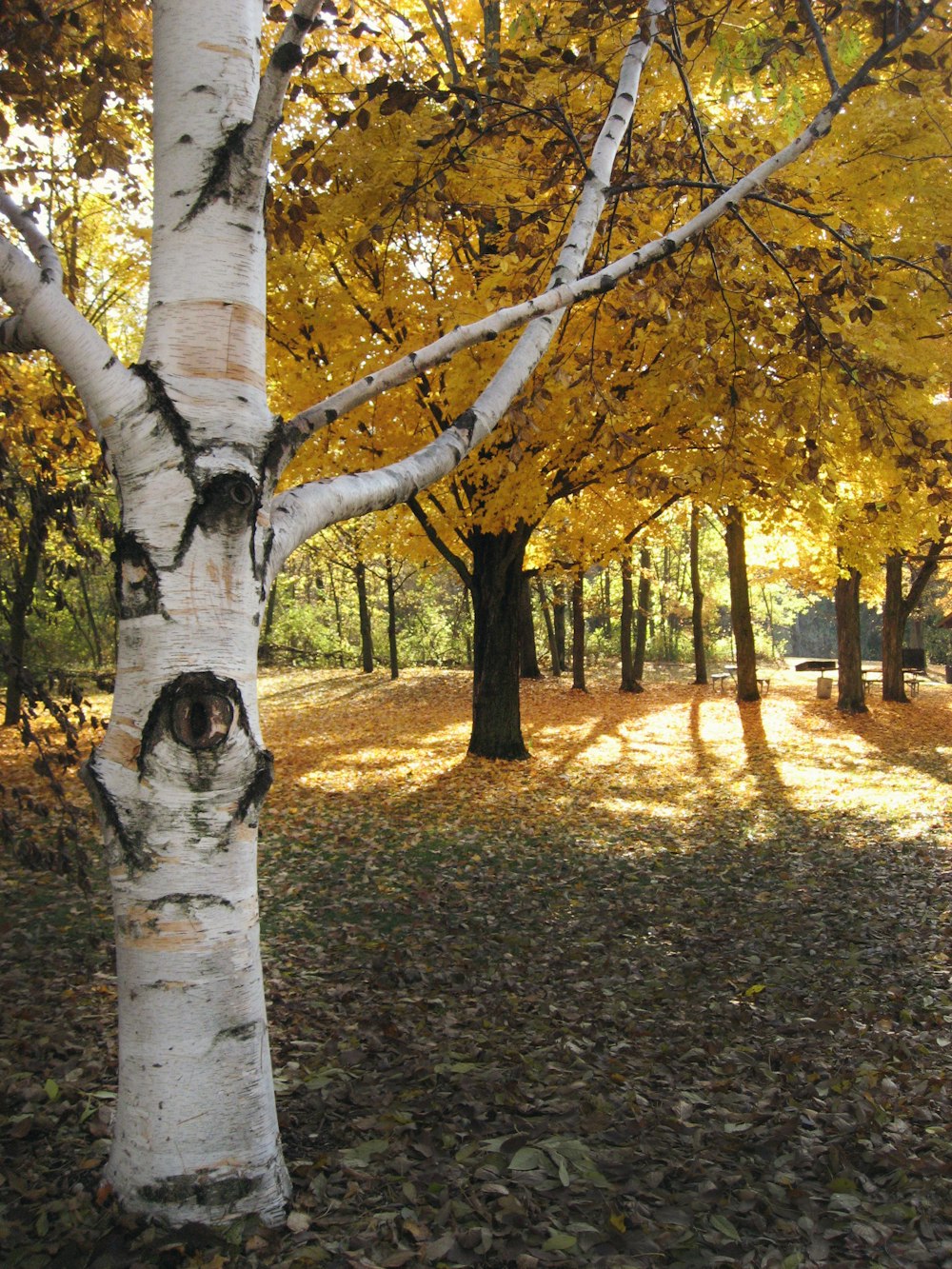 green leafed trees