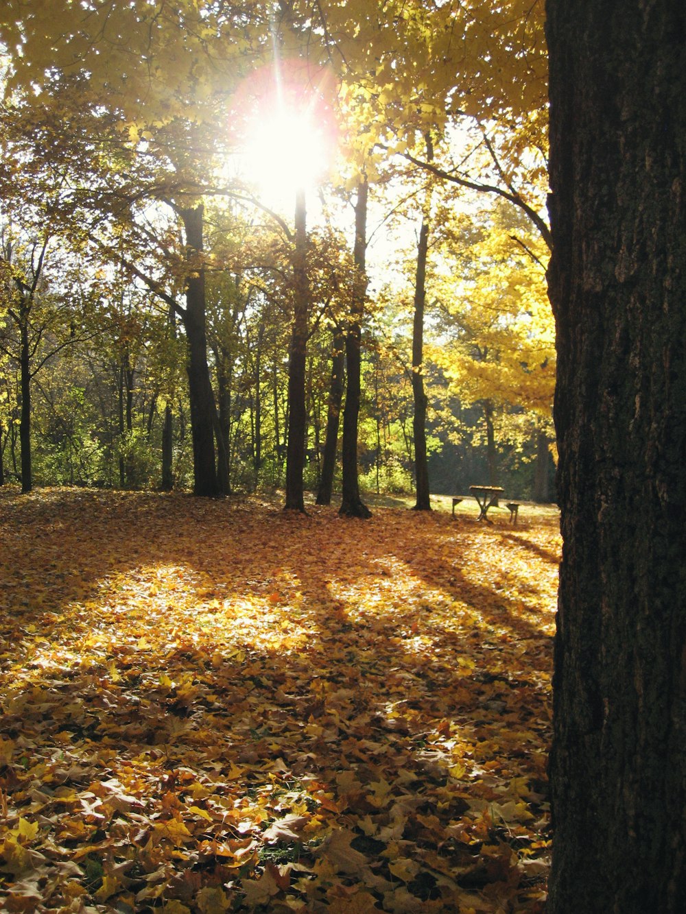 feuilles séchées brunes