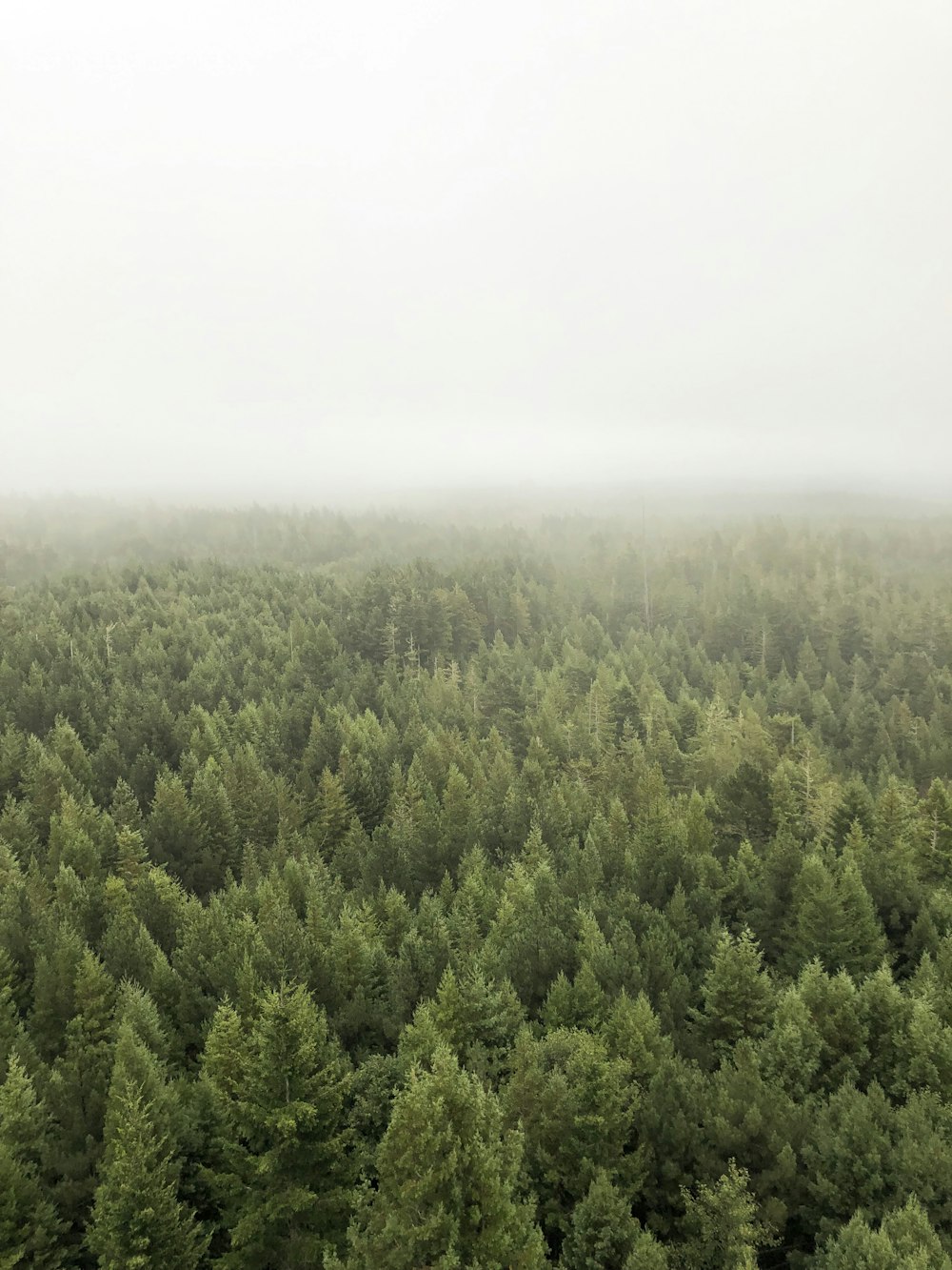 aerial photography of green forest