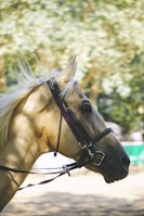 A close-up of a horse with a golden coat and blonde mane, wearing a bridle. The background is a soft focus of trees and sunlight, contributing to a natural outdoor setting.