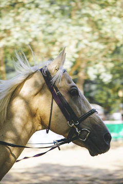 Close-up of a horse’s glossy coat shimmering under soft golden light.