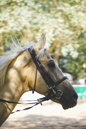 A close-up of a horse with a golden coat and blonde mane, wearing a bridle. The background is a soft focus of trees and sunlight, contributing to a natural outdoor setting.