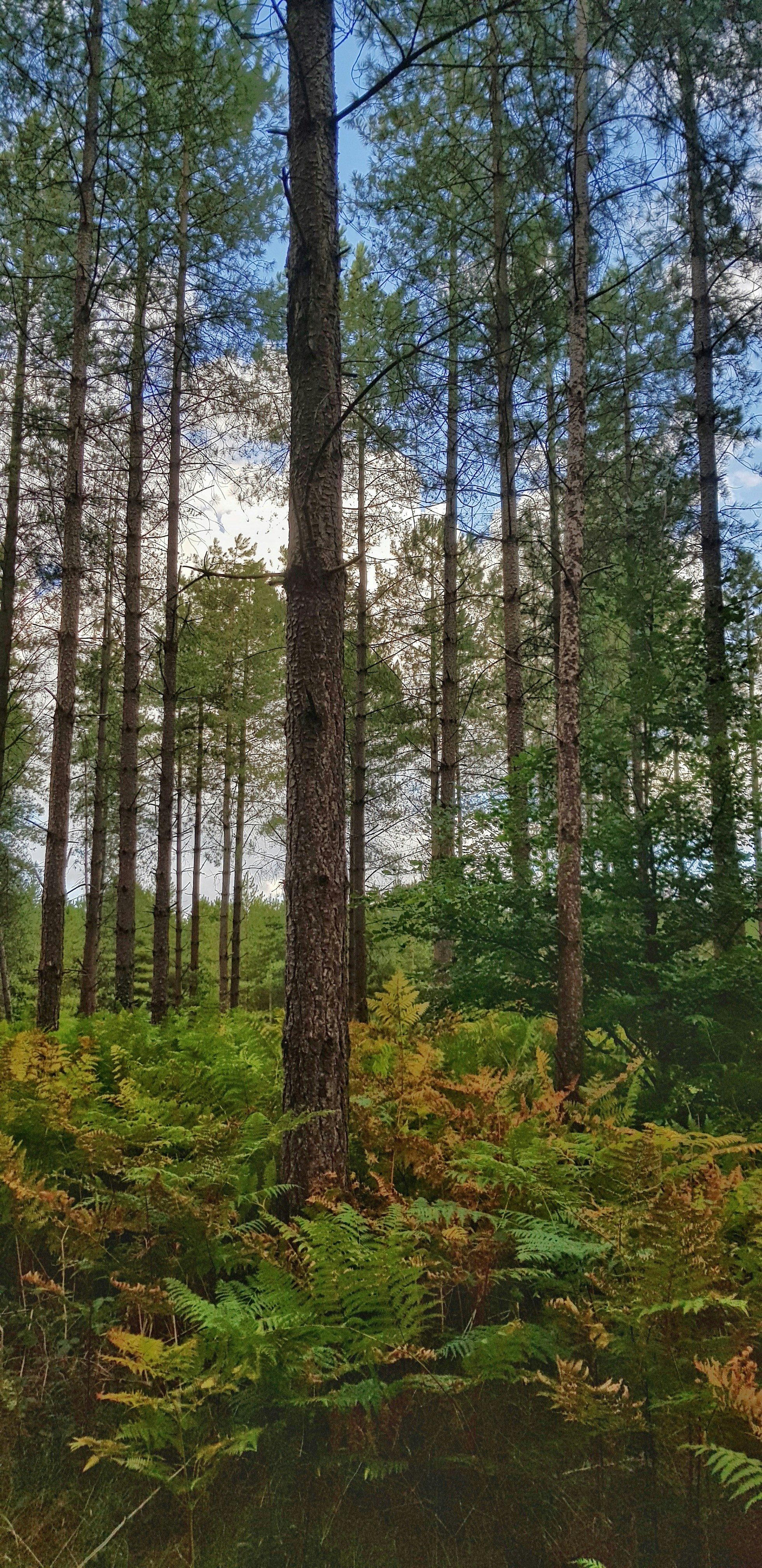 Photo by daniela_ungureanu