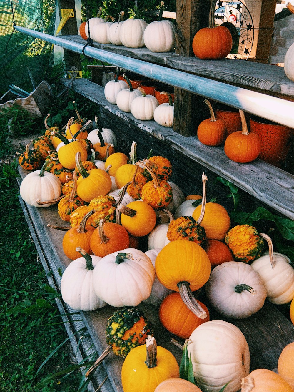 assorted-color pumpkin lot