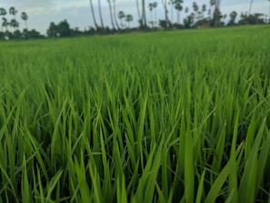Lush, vibrant green grass fills the foreground, extending into a field with evenly spaced tall palm trees in the background under a partly cloudy sky.