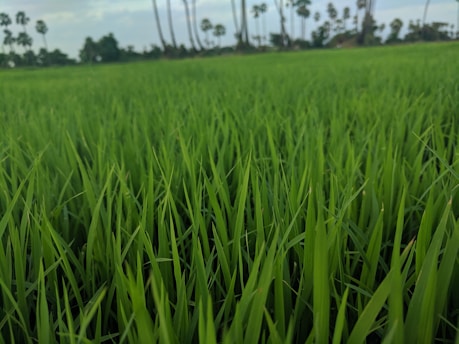 A vibrant field of green grass ready for biomass pellet production under a clear Kerala sky.