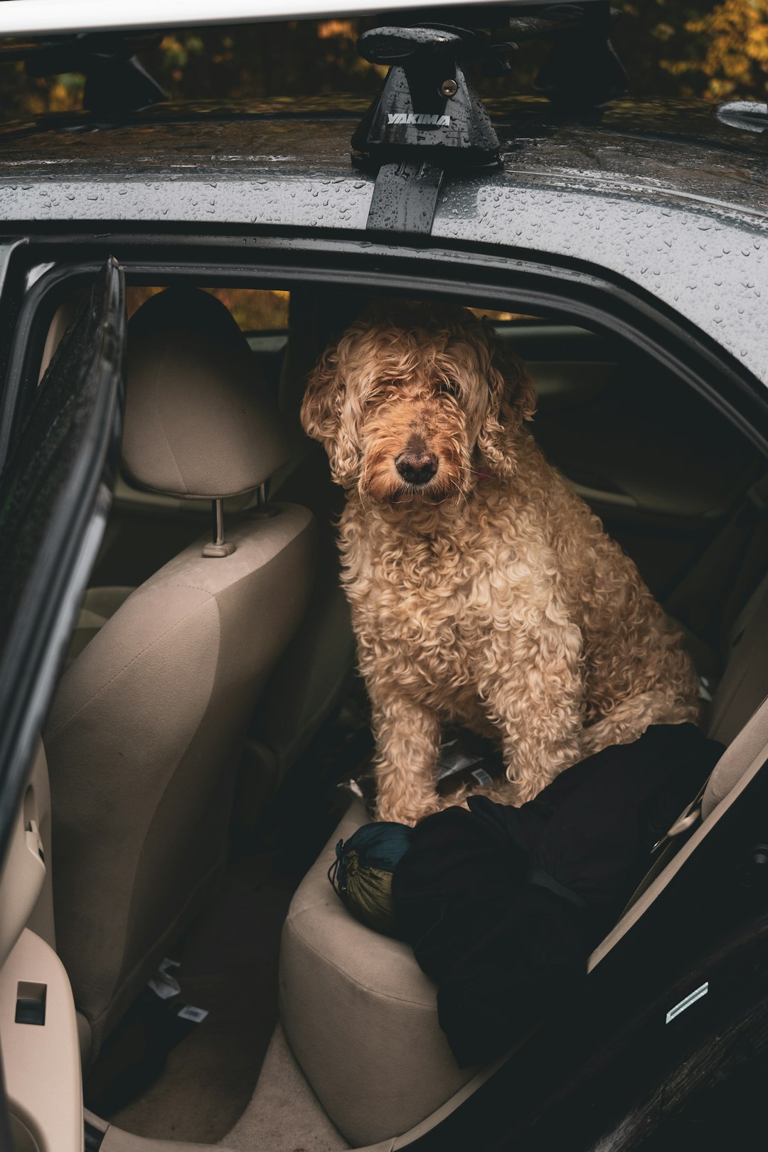 curly-haired brown dog inside vehicle