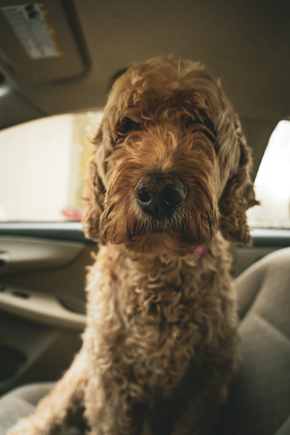 lockiger brauner Hund im Fahrzeug