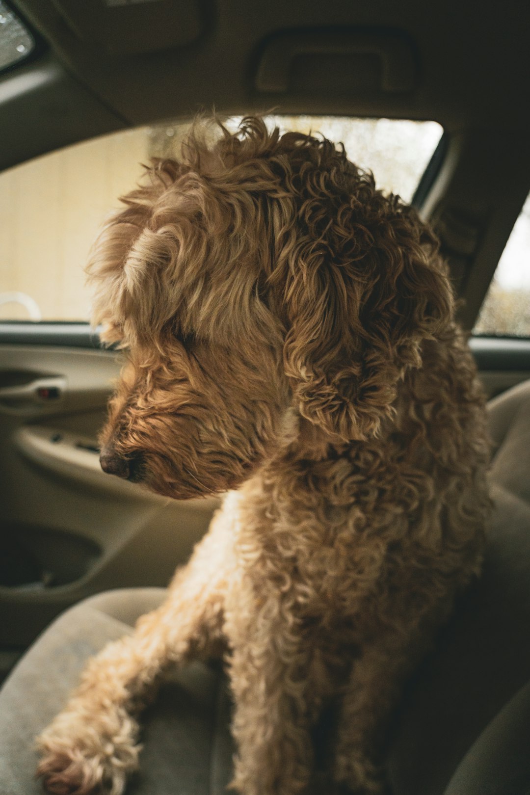 medium-coated tan dog inside vehicle