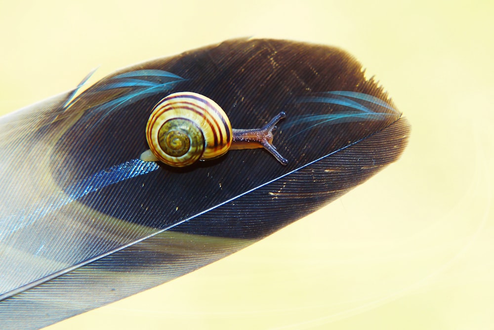 brown snail on feather