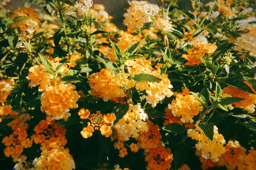 orange cluster flower