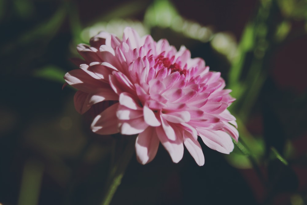 pink petaled flower in bloom