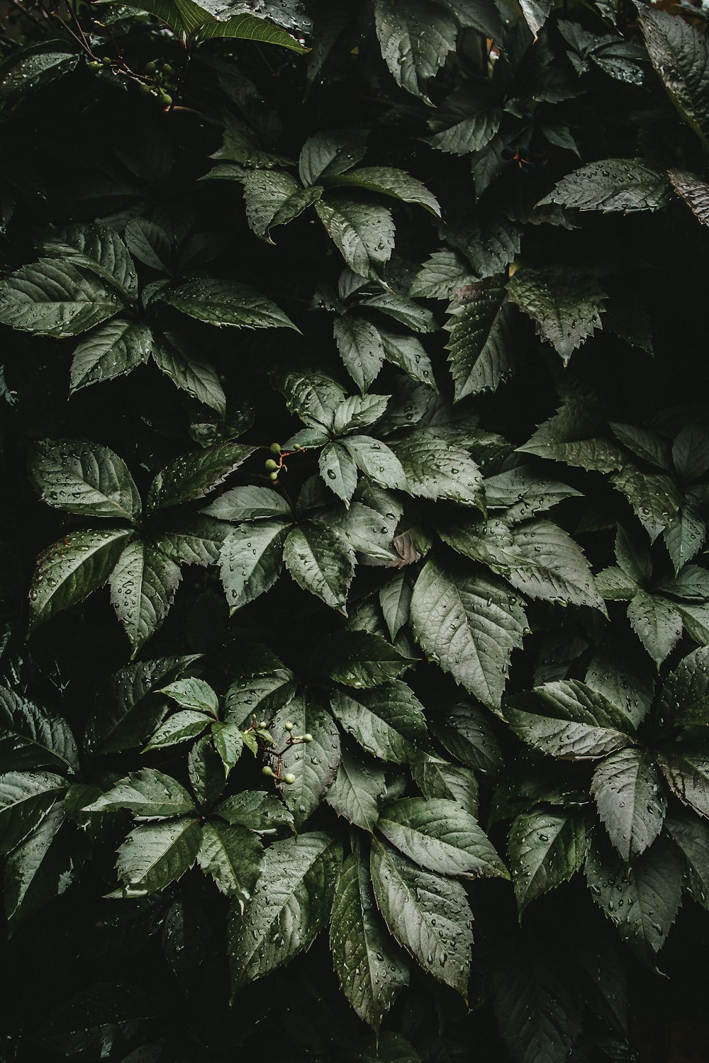 green plants