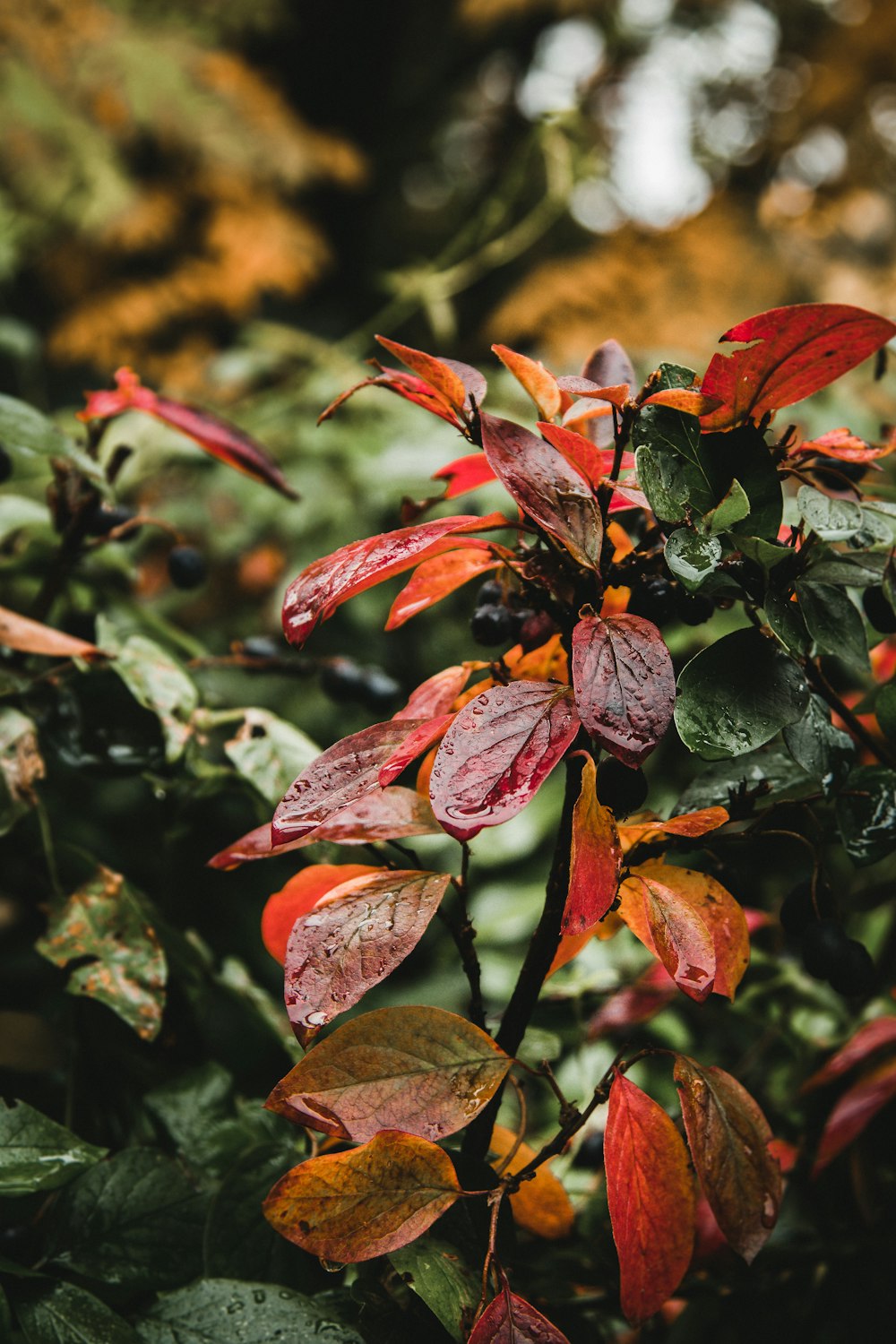 red-leafed plant