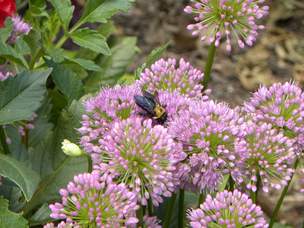 pink flowers