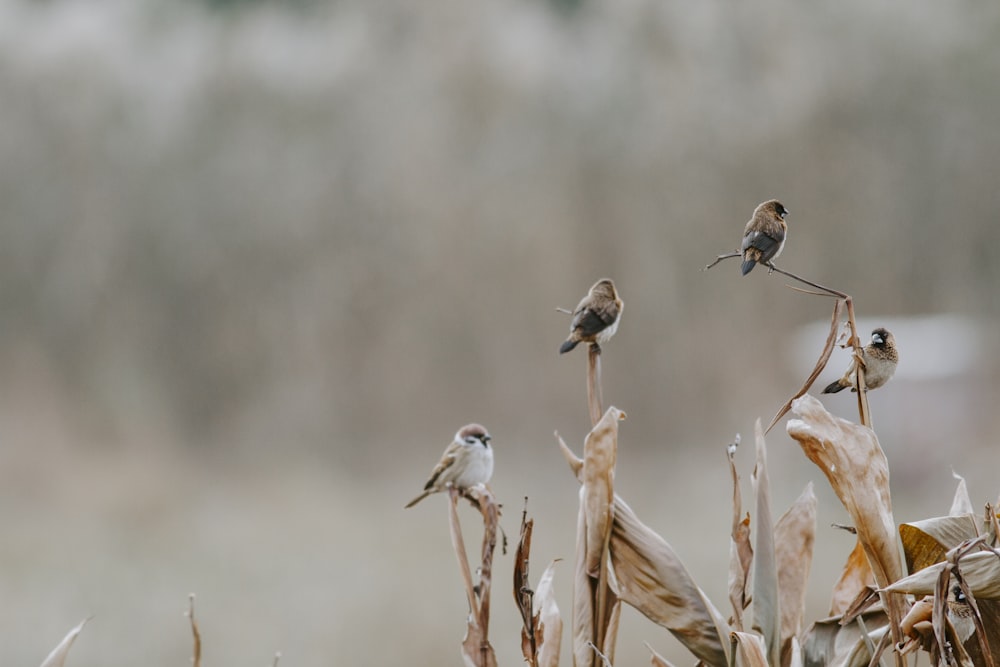 four brown birds on plant