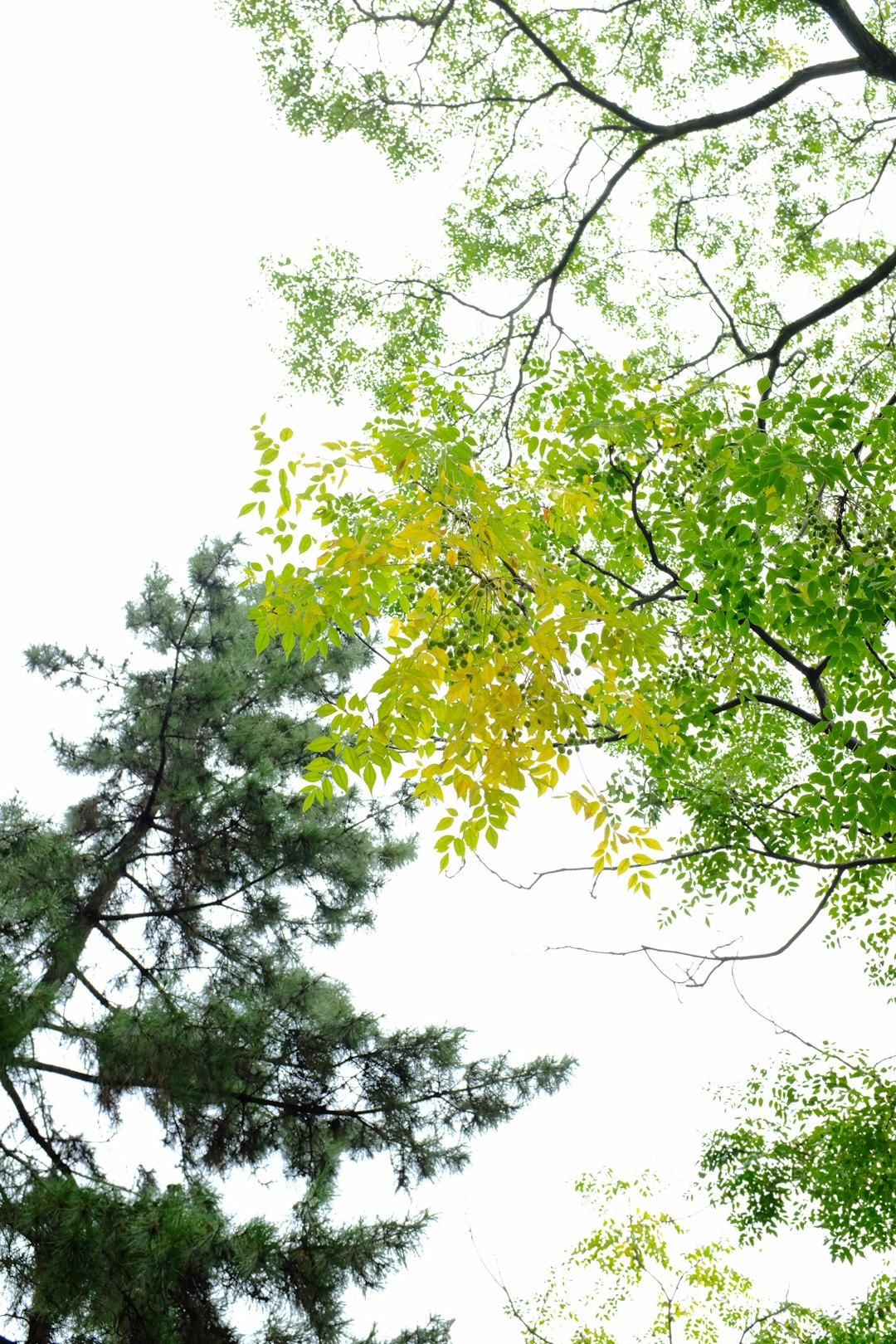 green-leafed tree