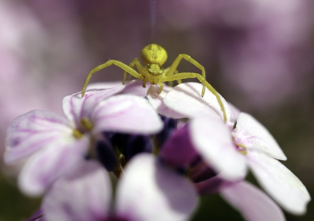 Fotografia a fuoco selettiva di un ragno giallo su fiori rosa
