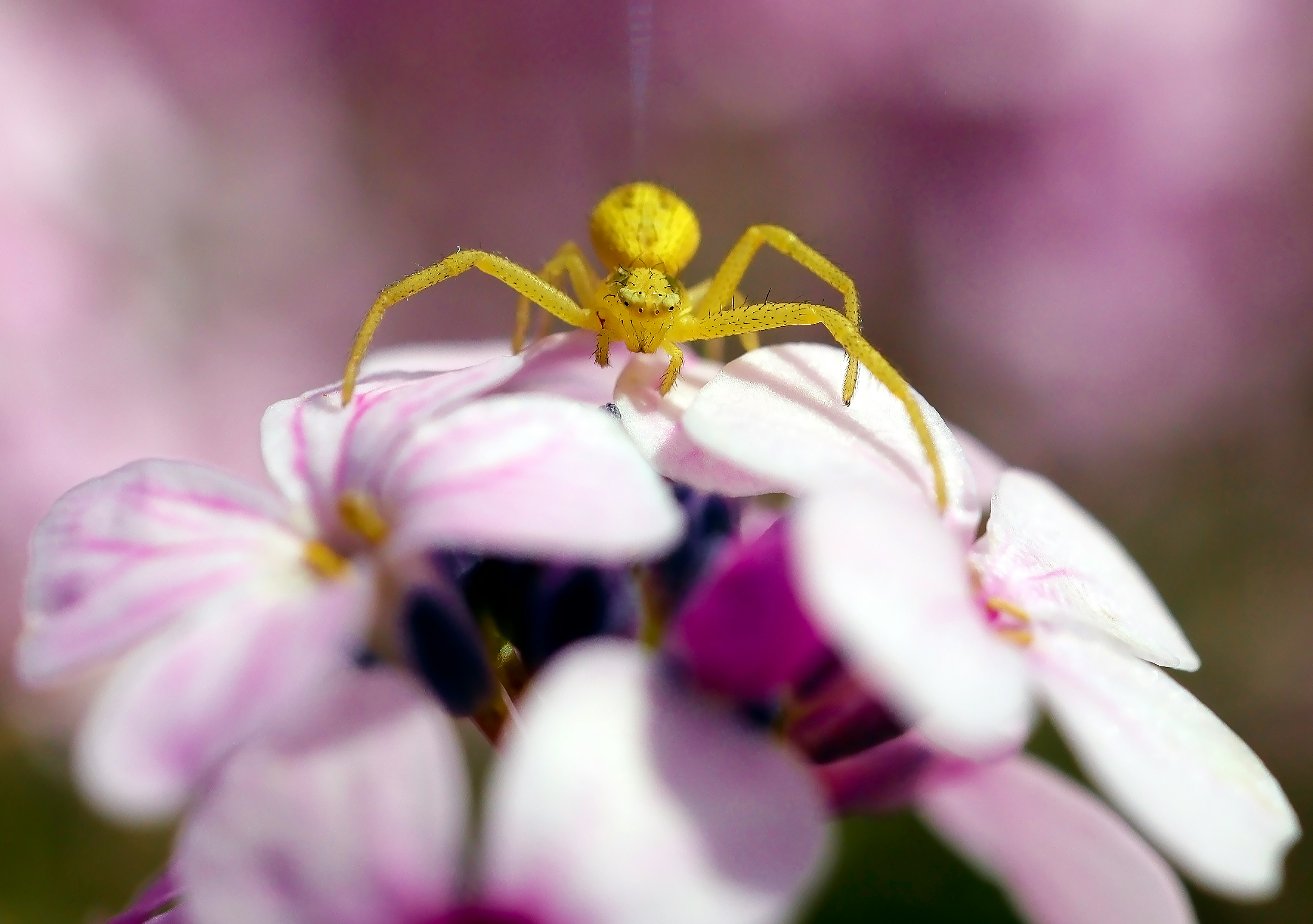 selective focus photography of a yellow spider on pink flowers