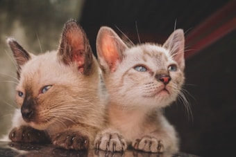 Two kittens are closely positioned side by side, both with striking blue eyes and light-colored fur. Their ears are perked up, and they appear to be attentively observing something. The background is softly blurred, emphasizing their detailed features.