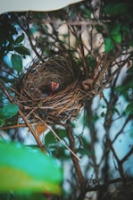 A bird's nest delicately woven with twigs and branches is nestled among green leaves. Inside the nest, a baby bird with its beak open awaits feeding.