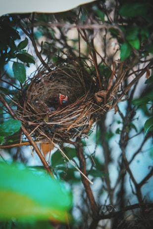 A bird's nest delicately woven with twigs and branches is nestled among green leaves. Inside the nest, a baby bird with its beak open awaits feeding.