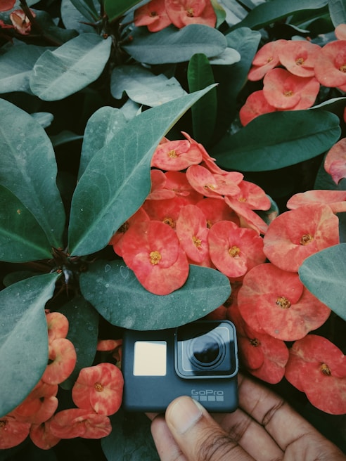 A vibrant arrangement of red flowers with broad green leaves surrounds a hand holding a small black camera, possibly a GoPro.