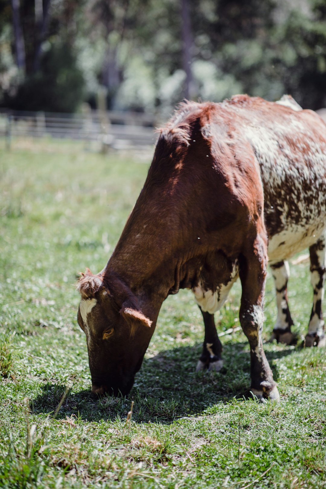 selective focus photo of brown cow