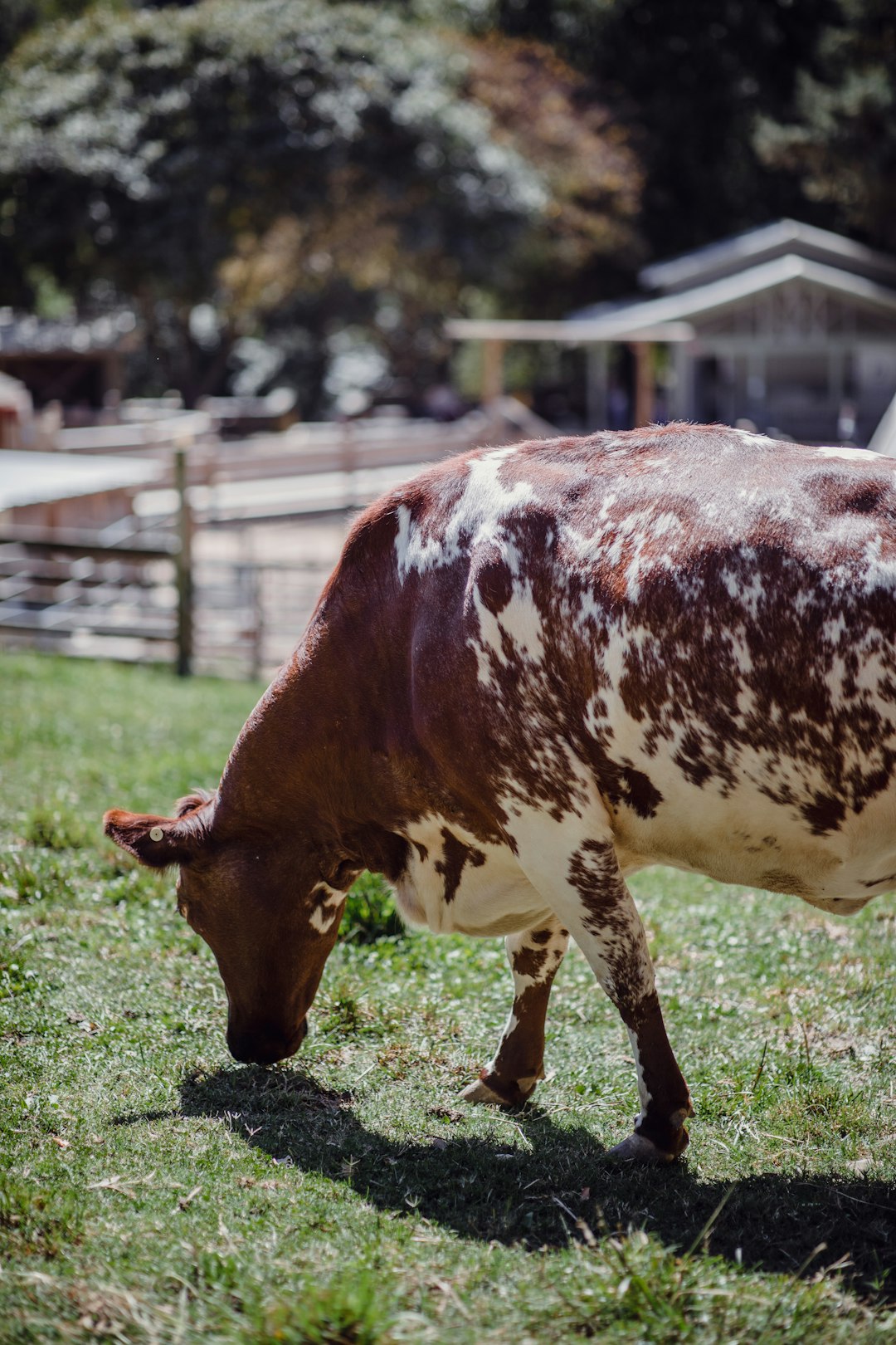 brown cow eating grasses