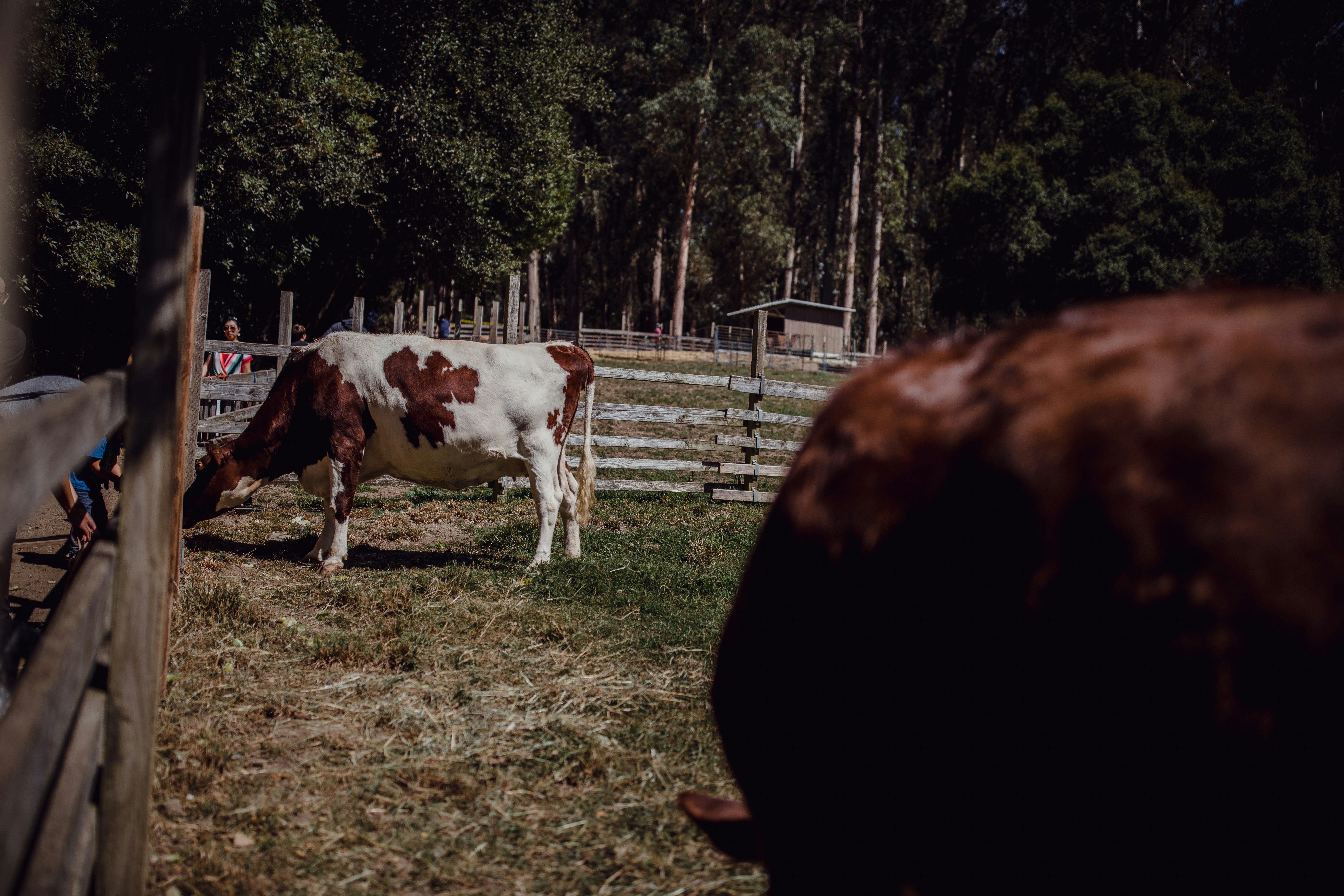 Red Poppy Ranch Video 804 Pictures | Download Free Images on Unsplash