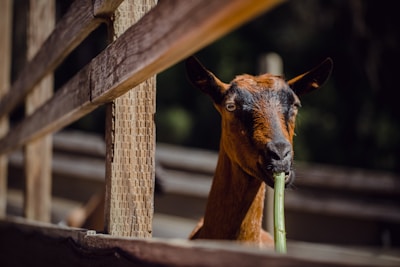 A goat is chewing on a piece of green stalk, framed by wooden fencing that is out of focus in the background. The light emphasizes the texture of the goat's fur and the natural wood tones of the fence.