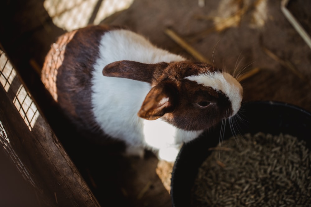 white and brown rabbit