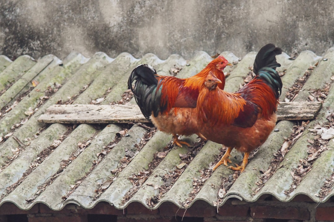 two red chicken on roof top