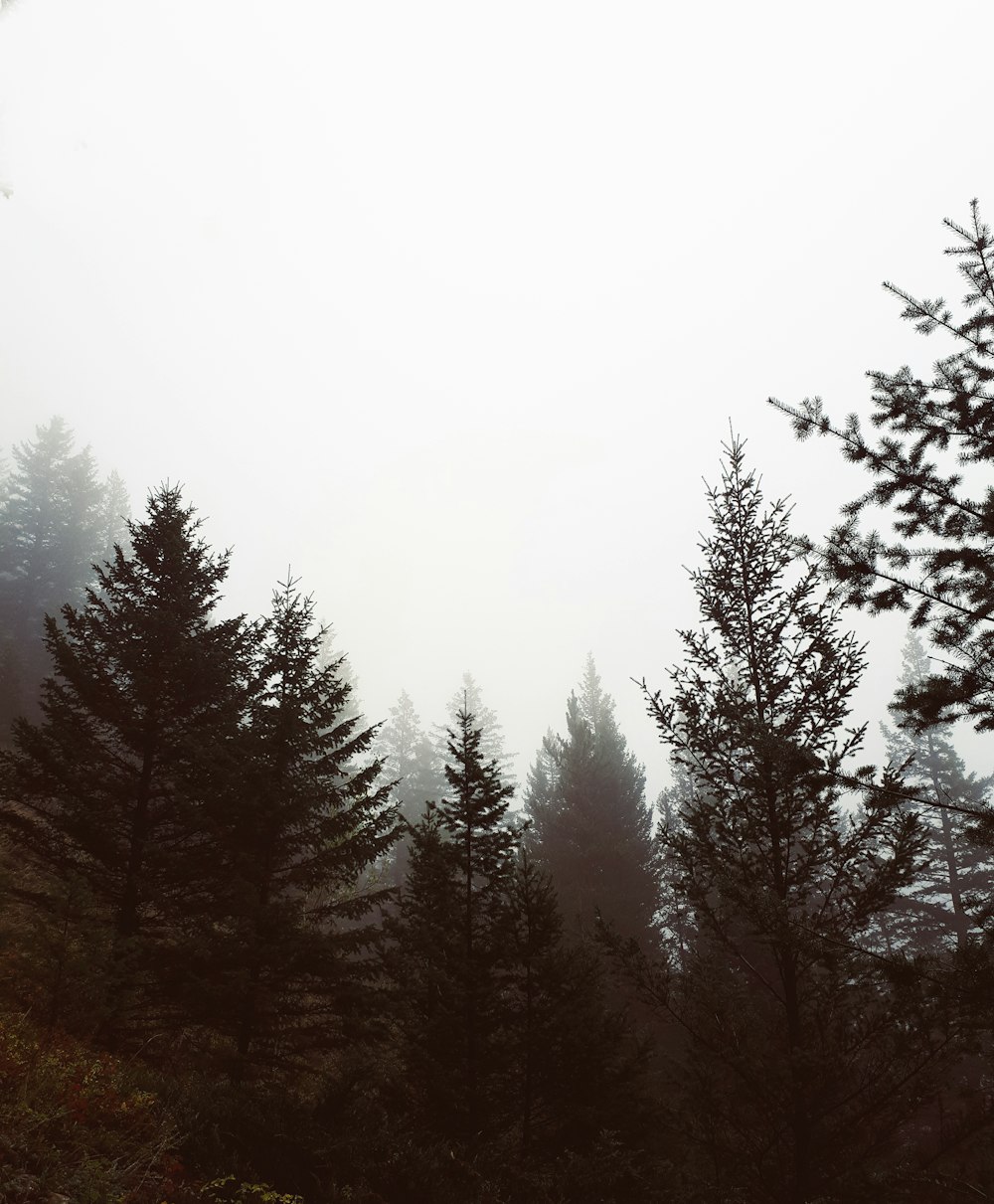 trees with fog