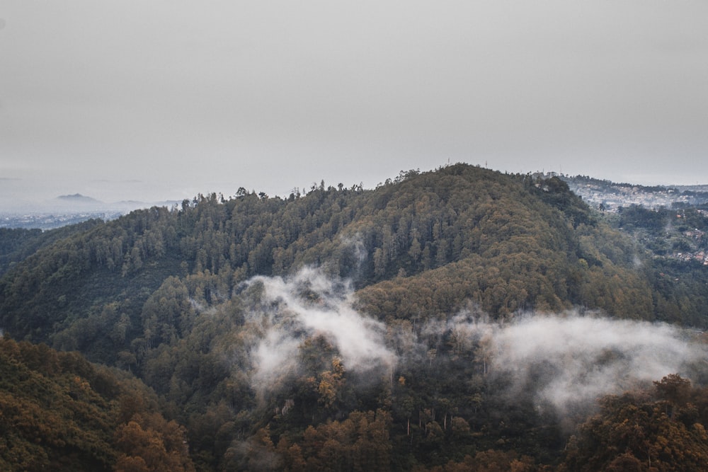 green trees on hill at daytme