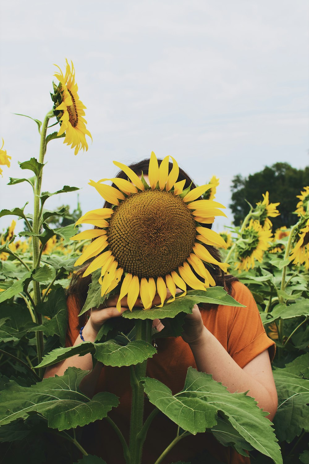 woman covering her face with sunflower