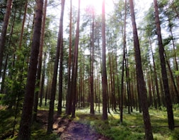 green field surrounded with tall and green trees during daytime