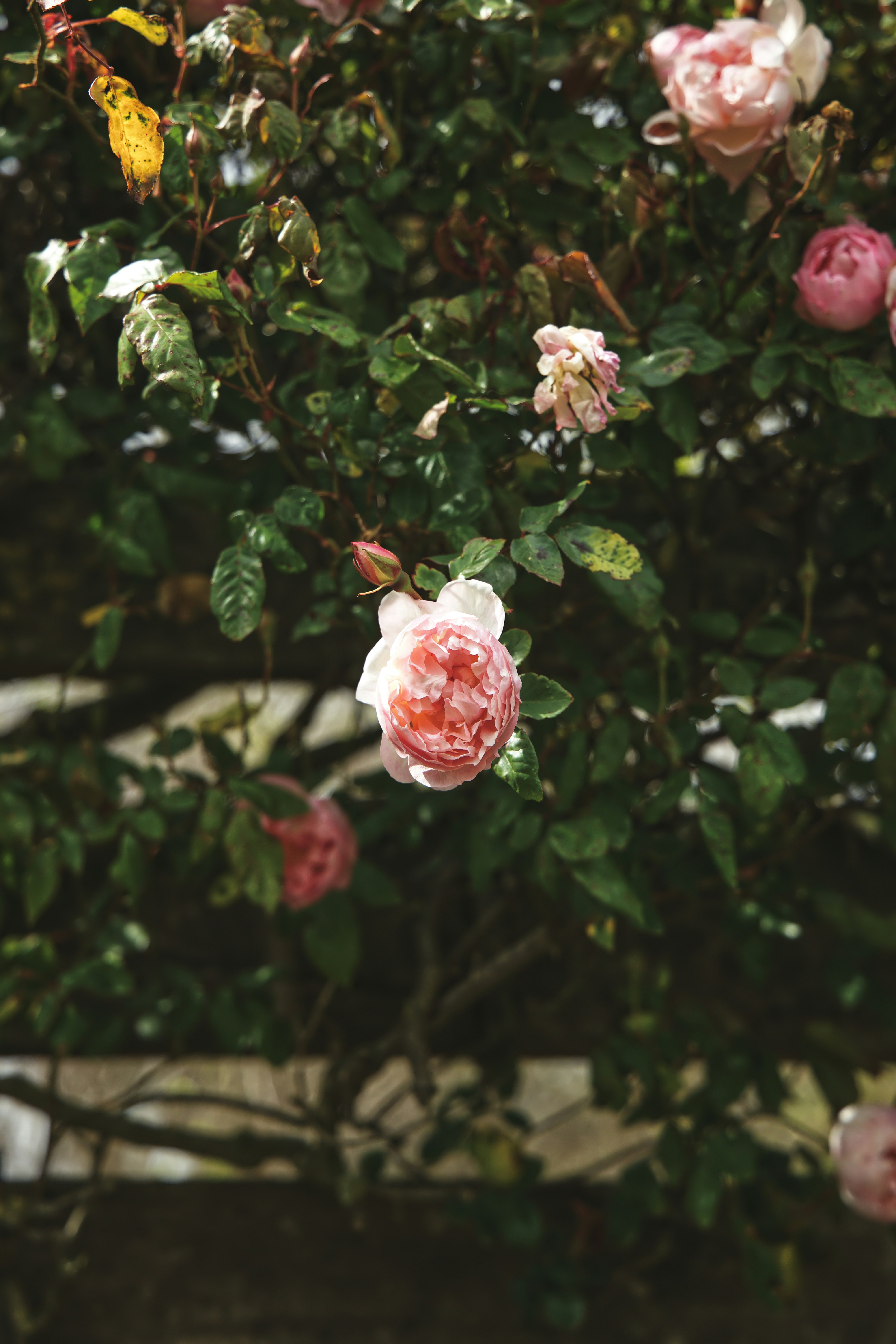 red roses