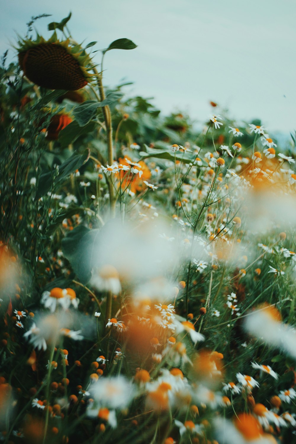 field of white-and-orange flowers