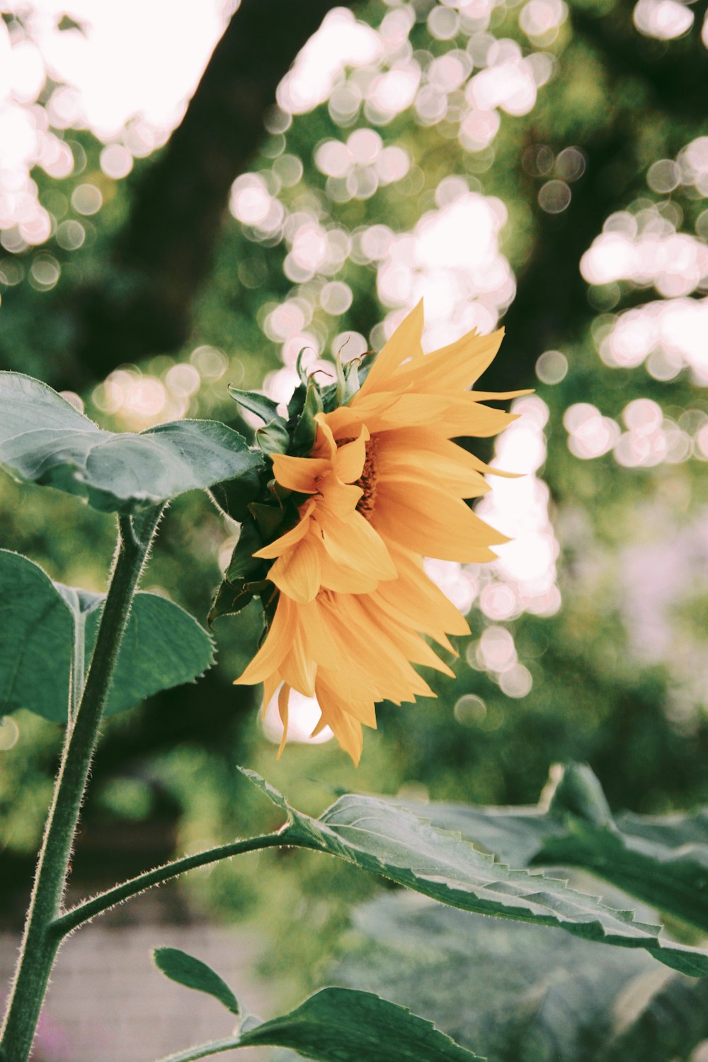 sunflower with leaves