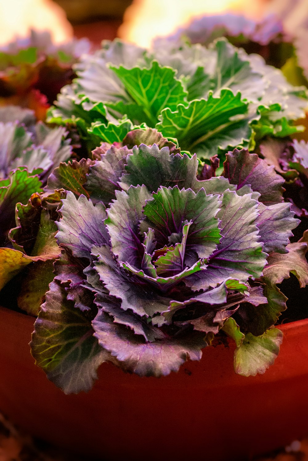 purple and green flower