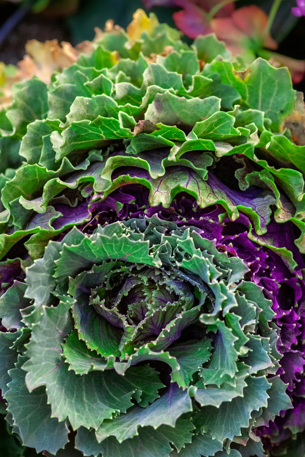 green and purple cabbage